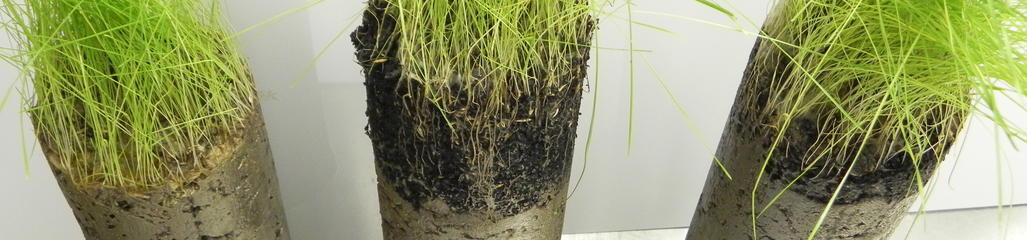 Grass was used as a bioassay in a column study to evaluate the impact of ash application depth.