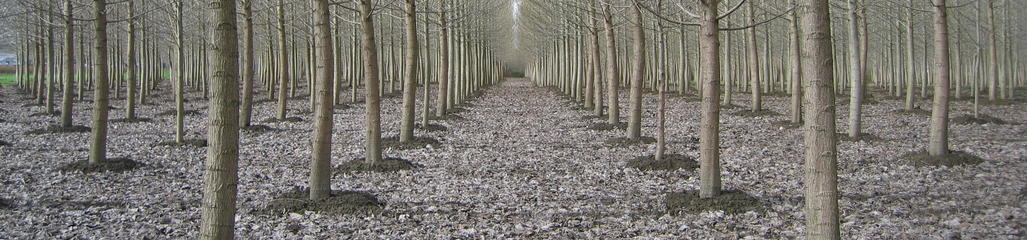 Residuals are applied to a stand of hybrid poplars resulting in increased growth and carbon sequestration. 