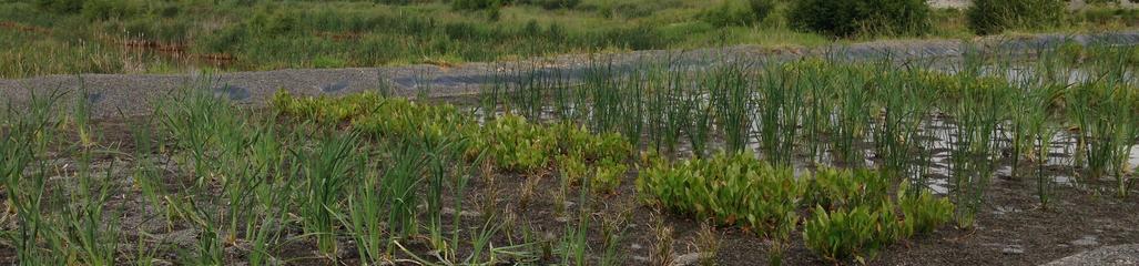 A constructed wetland, designed and monitored by SYLVIS, treats landfill leachate.